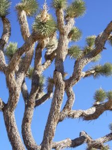 Joshua tree, Joshua Tree National Park, New Year's Day, 2009