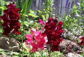 Snapdragons in June. c 2009 B.F. Newhall