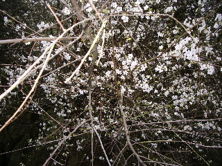 wild-blossoming-fruit-tree-oakland-california