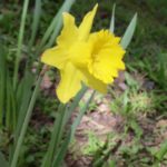 Daffodil-growing-california-in-March-photo by BF Newhall