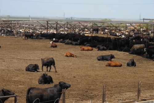 cattle-feed-lot-at-harris-ranch-ca Cattle feed lot at Harris Ranch, CA. Photo by BF Newhall.