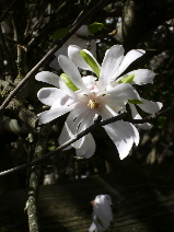 rain-battered-magnolia-beauty