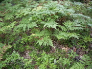 Ferns grow among the fallen oak leaves in Michigan.  c 2007 B.F. Newhall