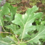 oak-leaves-michigan