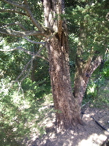 base of seven-story cypress tree. photo by bf newhall