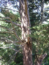 trunk of massive cypress tre