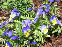 Last year's pansies came up again this spring. photo by B.F. Newhall