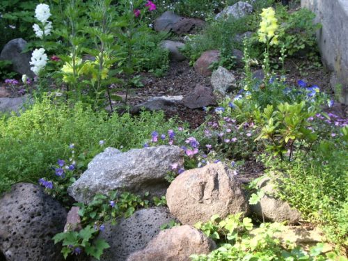home rock garden with pastel flowers. photo by bf newhall