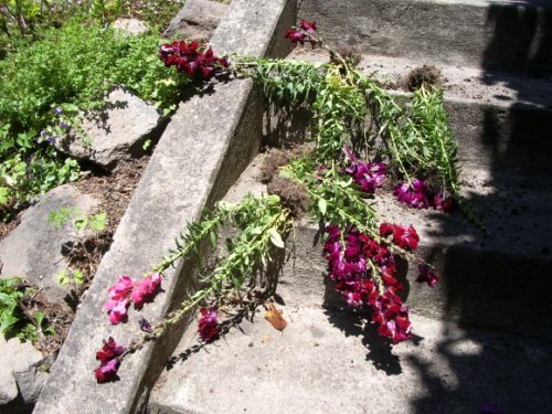 uprooted maroon snapdragon plants dead on the garden steps. Photo by bf newhall