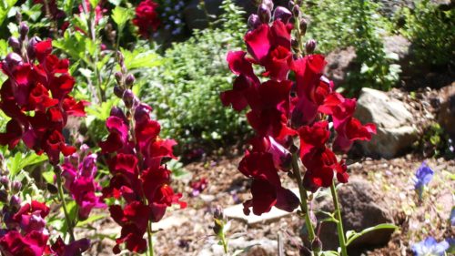 Maroon snapdragons growing in the yard of Barbara Falconer Newhall. Photo by Barbara Newhall