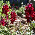 Maroon snapdragons growing in a garden. Photo by BF Newhall