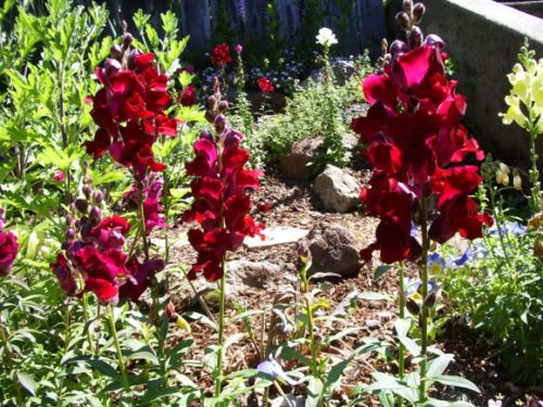Maroon snapdragons growing in a garden. Photo by BF Newhall