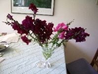 maroon snapdragons arranged awkwardly in an assymetrical glass vase. photo by bf newhall