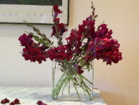 maroon snapdragons in a glass vase