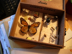 The remains of my high school insect collection. I got an A. C 2009 B.F. Newhall