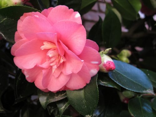 pink camellia blossom california. photo by bf newhall