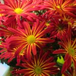 Red chrysanthemums with yellow stripes. photo by bf newhall