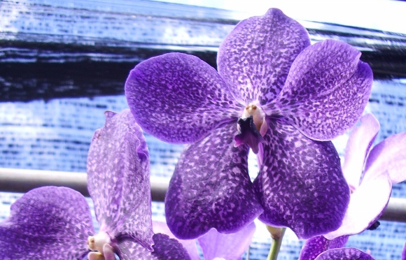 purple orchid blooming in a thai orchid farm. photo by bf newhall