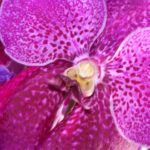 Magenta orchid growing in orchid farm in Thailand. Photo by BF Newhall