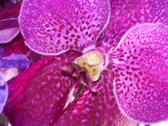 Magenta orchid growing in orchid farm in Thailand. Photo by BF Newhall