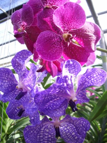 purple and magenta orchids blooming at an orchid farm in thailand. Photo by BF Newhall