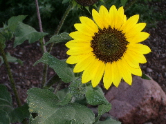 A sunflower growing in New Mexico -- at St. John's College. c 2009 B.F. Newhall