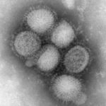 Flu virus -- the real thing -- photographed by the CDC.