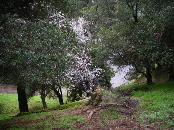 Nature giveth nature taketh away. Half-hidden flowering tree comes into view. Photo by BF Newhall