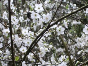 white blossoms of flowering tree up close