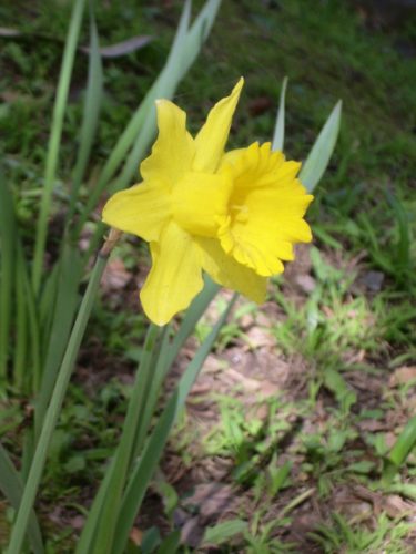 Daffodil-growing-california-in-March-photo by BF Newhall