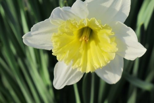Solo yellow and white daffodil. Photo by BF Newhall