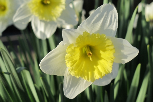 White and yellow daffodils blooming at Bishop's Ranch, Healdsburg, CA, in March. Photo by BF Newhall