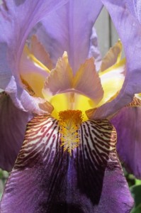 Bearded iris with furry tongue showing. Photo by BF Newhall