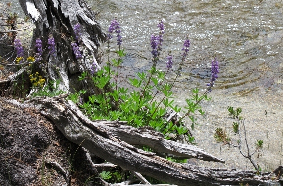 lupine blooming alongside river in Yosemite High Country near Tuoluemne Meadows. Photo by BF Newhall.