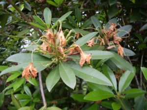 Dead rhododendron blossom, brown and ready for deadheading. Photo by Barbara Falconer Newhall.