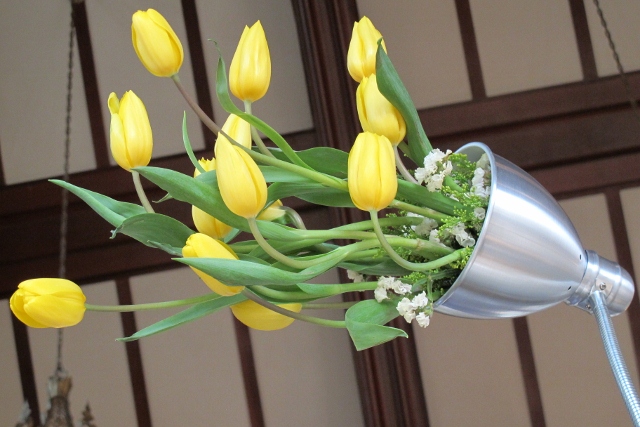 Yellow tulips sprouting like light from a desk lamp. Photo by Barbara Falconer Newhall