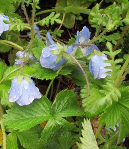 I mucked around in the soil beneath this blue beauty, but I couldn't find the Annie's Annuals ID stick. Anybody know what it is? Photos by Barbara Falconer Newhall