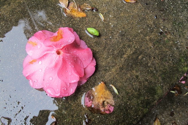 camellia blossom in rain puddle. Photo by Barbara Falconer Newhall