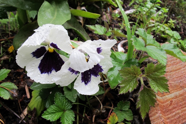 White and purple pansy drooping in rain. Photo by Barbara Falconer Newhall