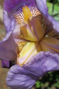 Irises -- Purple bearded iris viewed from above, claws visible. Photo by BF Newhall