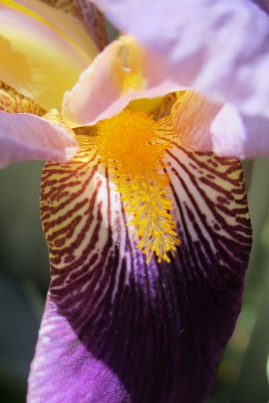 Irises -- Purple bearded iris veined haft and beard. Photo by BF Newhall