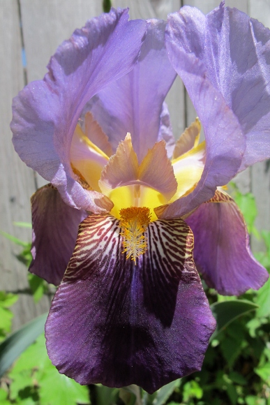 Irises -- A purple bearded iris blossom. Photo by BF Newhall
