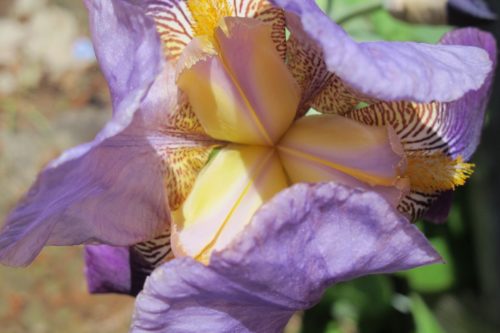 Irises -- An iris blossom close up. Purple. Photo by Barbara Newhall
