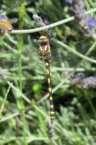 Pacific spiketail dragonfly, oakland CA. Photo by BF Newhall