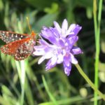 a checkerspot butterfly lights on a blue dick blossom, CA. Photo by BF newhall