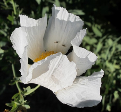 White matilija poppy with two small insects, CA. Photo by BF Newhall