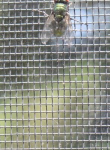 housefly-on-screen. photo by BF Newhall