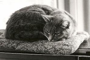 Grey cat curled up asleep on a pillow. Photo by BF Newhall