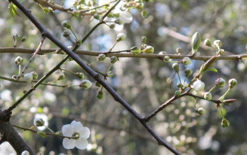 A flowering trees buds out in February 2013 in California. Photo by BF Newhall