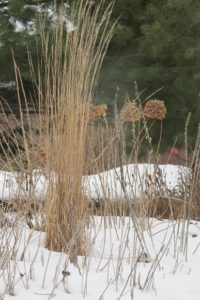 Last summer's plants are dry and brown against the snow in a Chanhassen, MN, garden. Photo by BF Newhall.